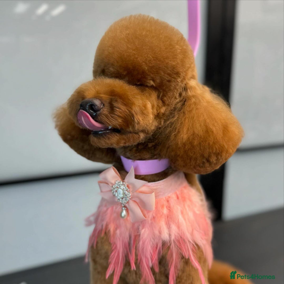 Toy Poodle dogs for stud: MULTI-AWARD WINNING SHOW DOG FOR STUD✨🐩 - Image 12