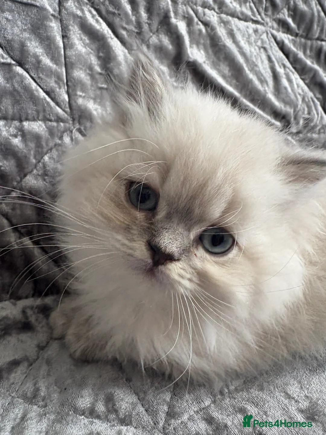British Shorthair cats for sale: Beautiful rainbow 🌈 litter of bsh kittens  - Advert 2