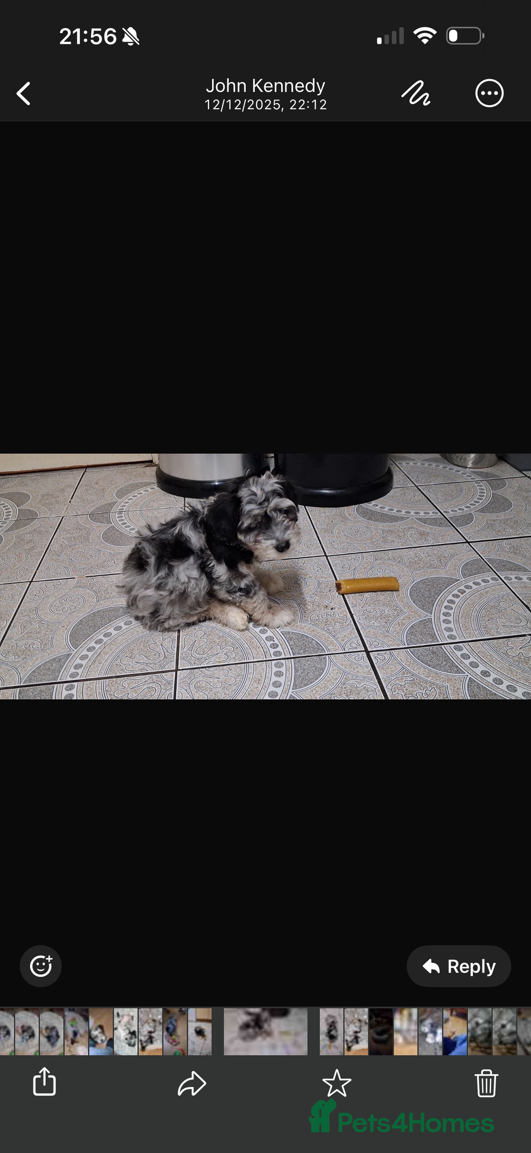 Cavapoochon dogs for sale: Cavapoochon puppy - Advert 2