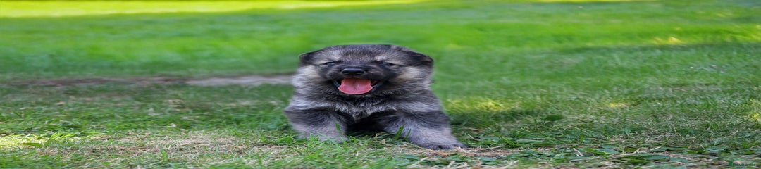 German Shepherd Puppy 1