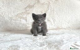 Pomsky dogs for sale: Adorable small f3 Pomsky puppies for sale  - Image 5