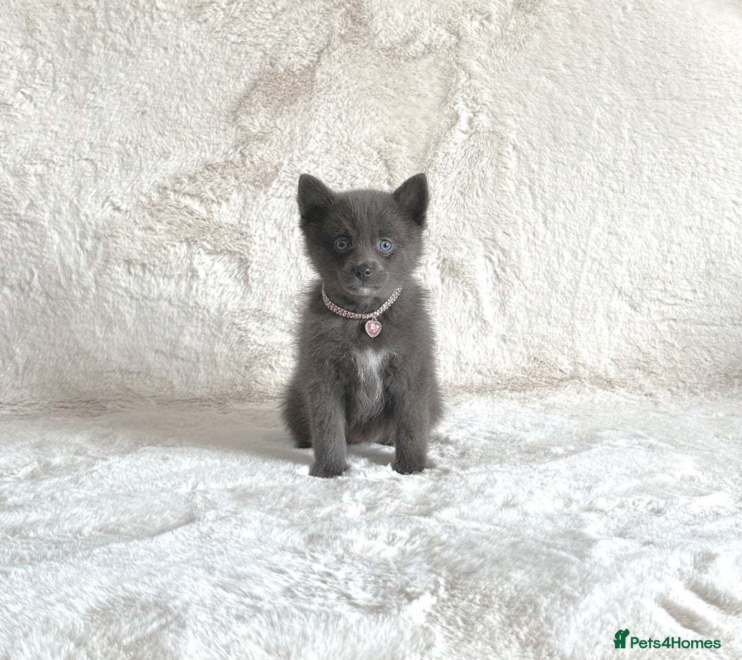 Pomsky dogs for sale: Adorable small f3 Pomsky puppies for sale  - Image 5