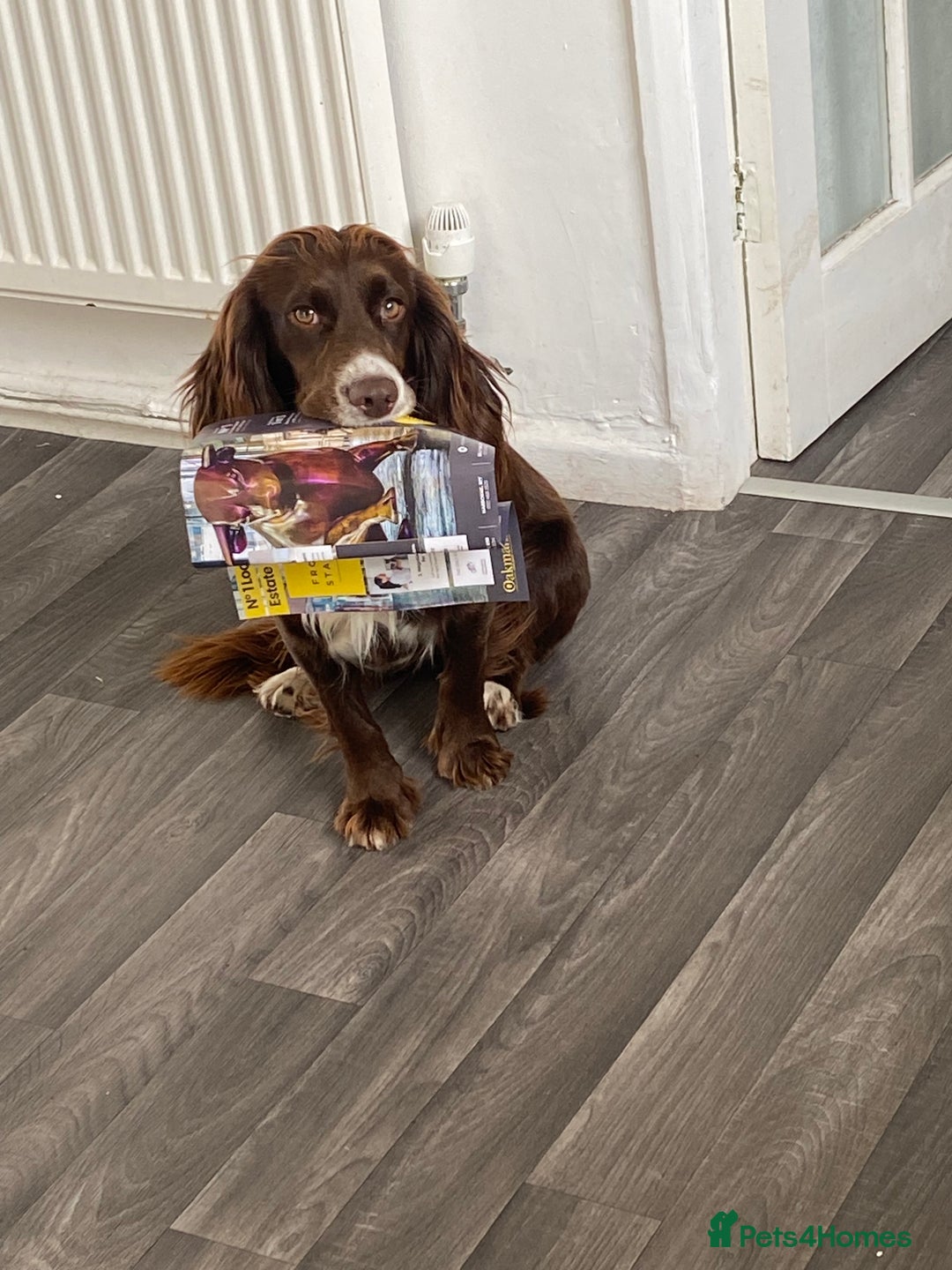Cocker Spaniel dogs for sale: Working cocker spaniel  - Image 6