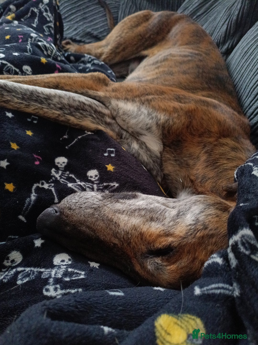 Greyhound dogs for sale: Beautiful Greyhound ready for new chapter - Advert 11