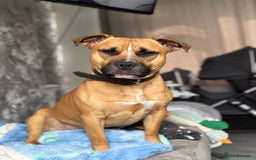 Staffordshire Bull Terrier dogs for stud: Looking for a staffy for my boy  - Image 1