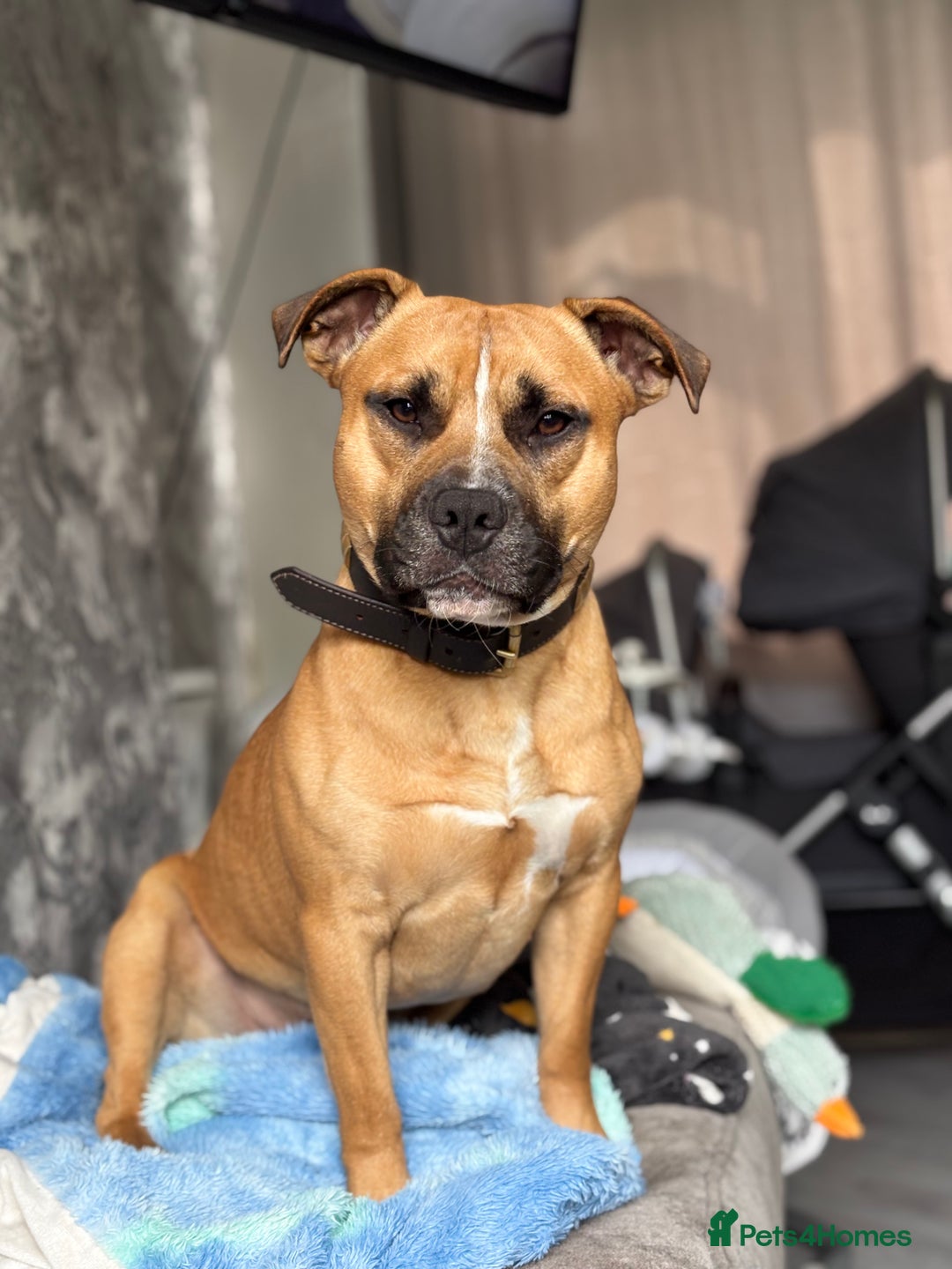 Staffordshire Bull Terrier dogs for stud: Looking for a staffy for my boy  - Image 1