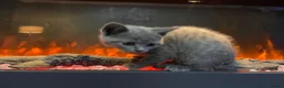 British Shorthair cats for sale: Bsh mix girl  - Advert 4