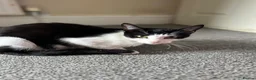 Mixed Breed cats for sale: 2 female kittens available  - Advert 1