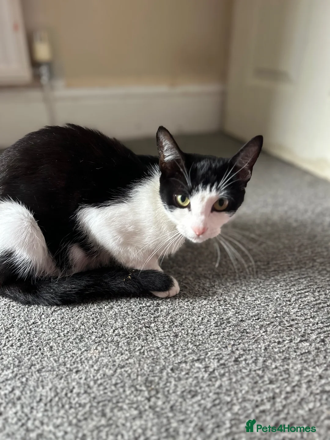 Mixed Breed cats for sale: 2 female kittens available  - Advert 1