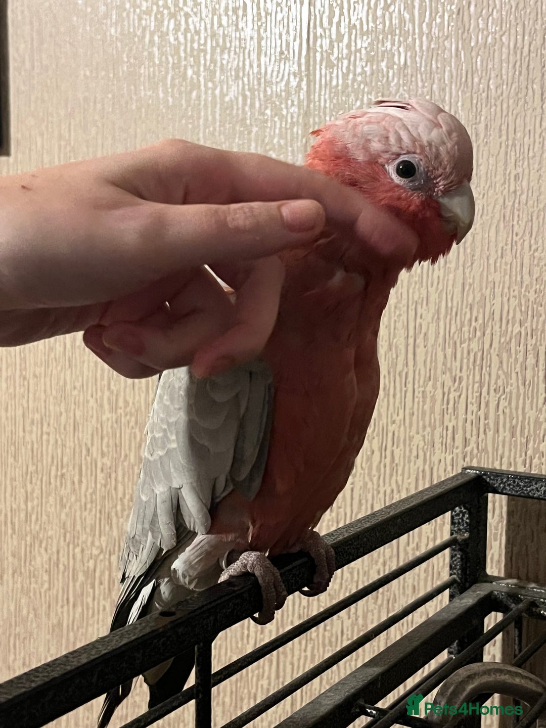 Parakeets birds for sale: Galah cockatoo  - Advert 7