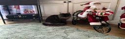 Maine Coon cats for sale: 🐾 Beautiful Maine Coon Tortie Female  - Advert 12