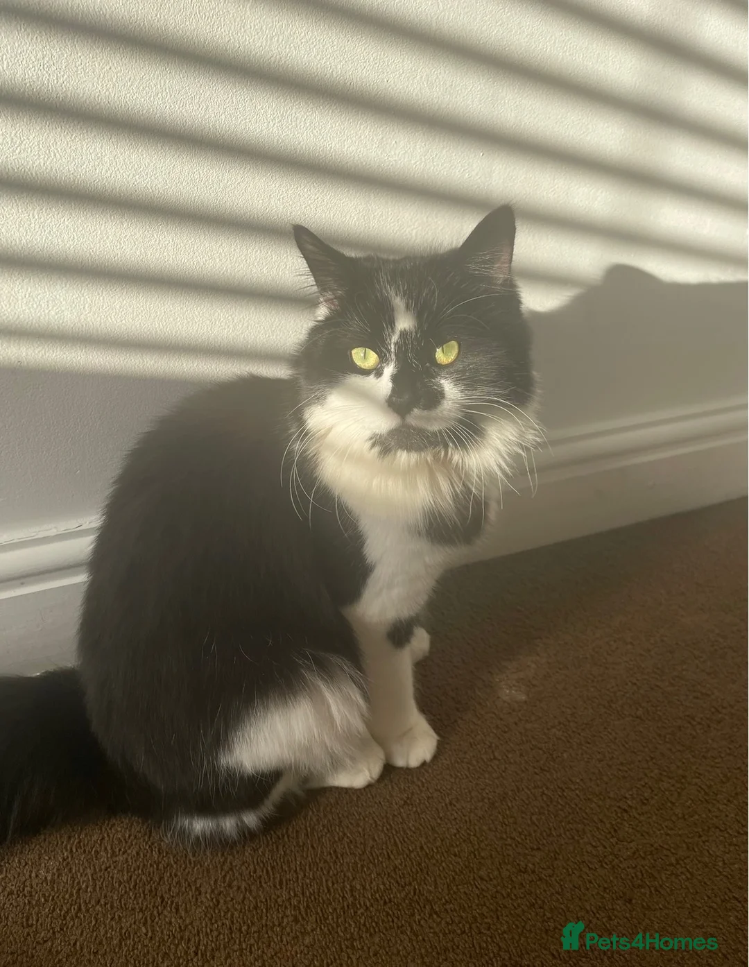 Mixed Breed cats for sale: Bonded pair.  in Crewe - Advert 2
