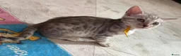 Bengal cats for sale: Family raised Bengal Kittens 🐾 - Advert 14