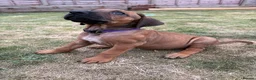 Rhodesian Ridgeback dogs for sale: Rhodesian Ridgeback puppies, health tested kc reg - Advert 20