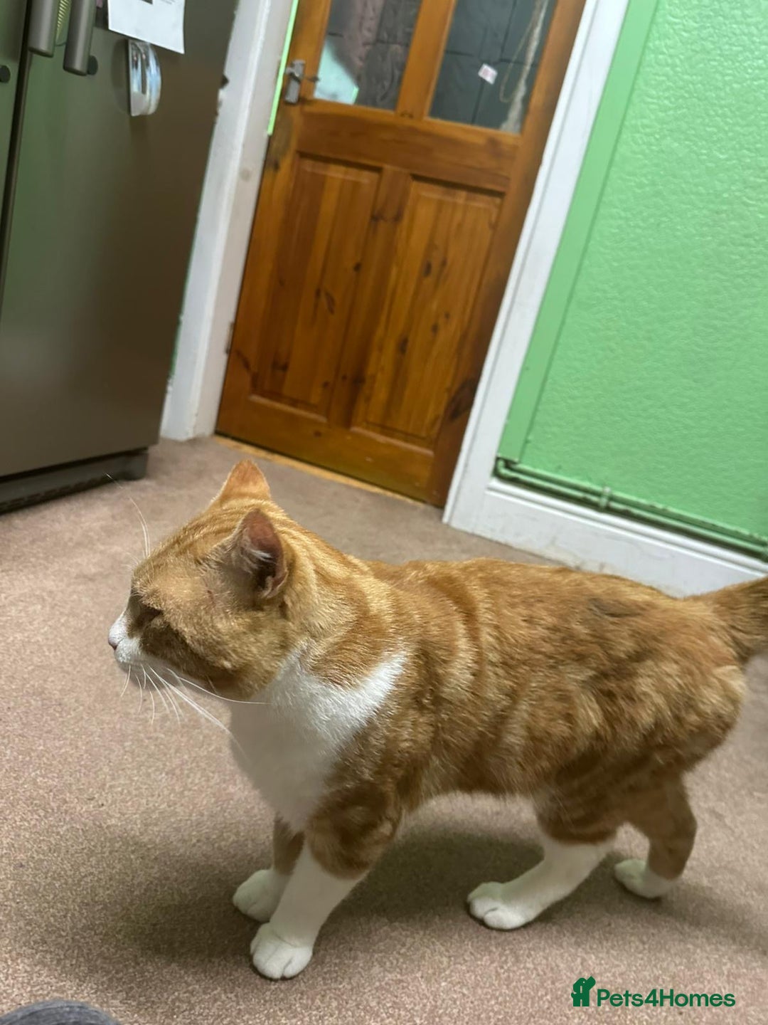 Mixed Breed cats for sale: Sweet 2 year old boy - Advert 3