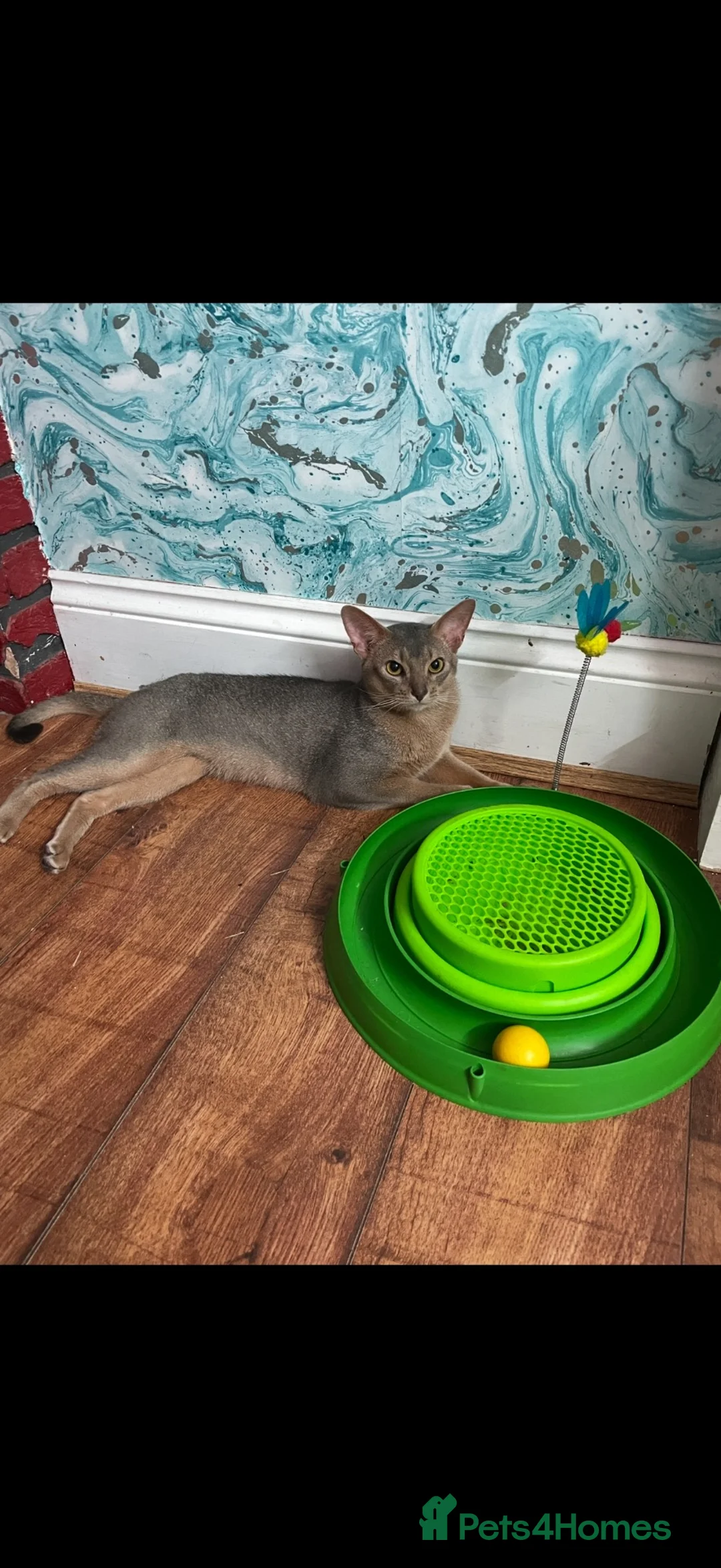 Abyssinian cats for sale: Blue Abyssinian Boy looking for a New home  - Advert 2