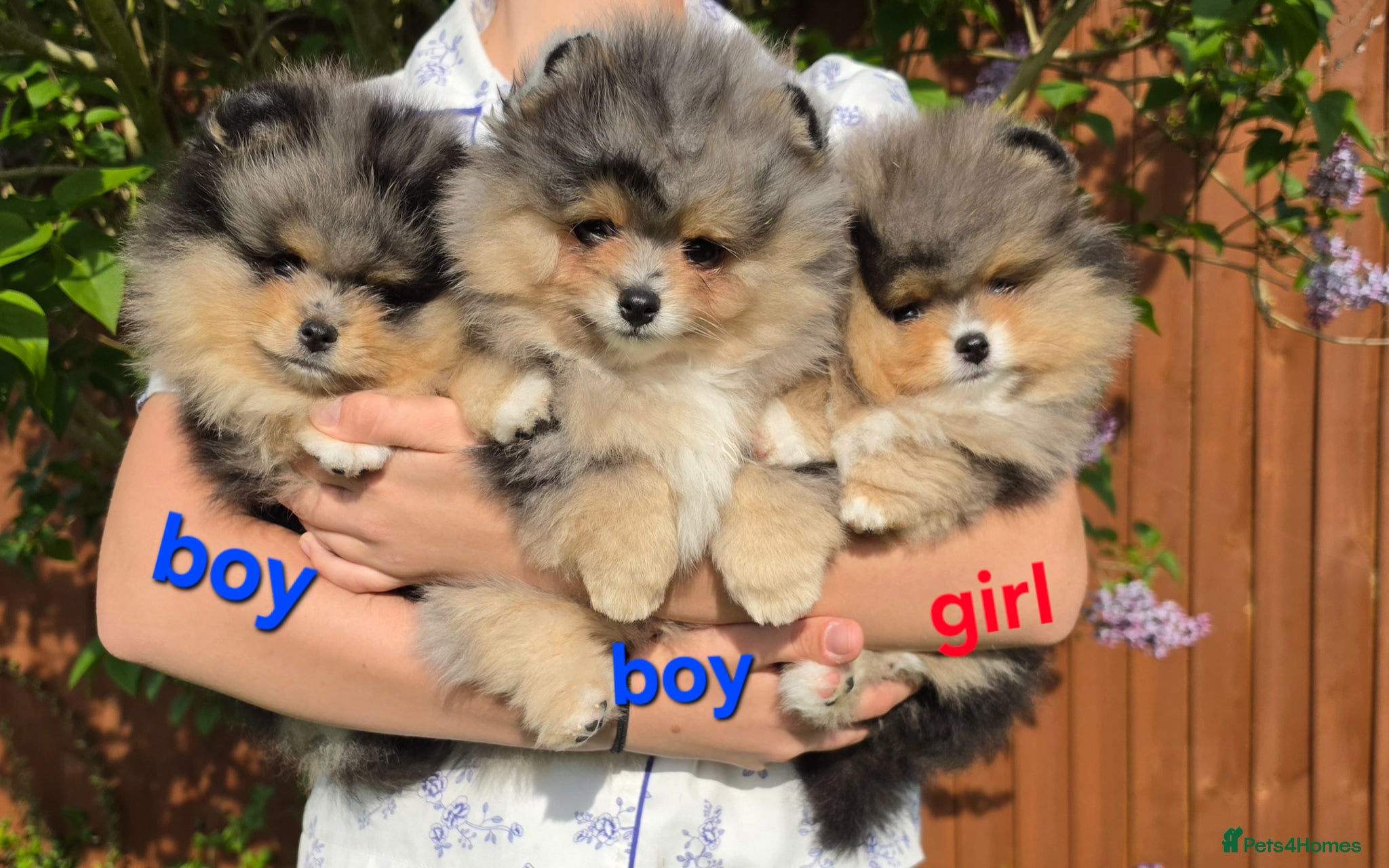 Pomeranian dogs Stunning Rare Merle Pomeranian - Advert 3