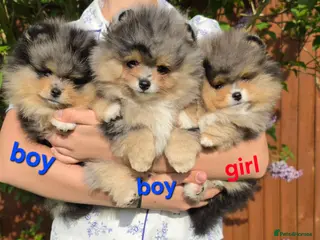 Pomeranian dogs Stunning Rare Merle Pomeranian - Advert 3