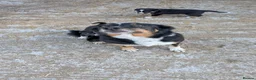 Border Collie dogs for sale: Tri coloured collie pups in Launceston - Advert 4