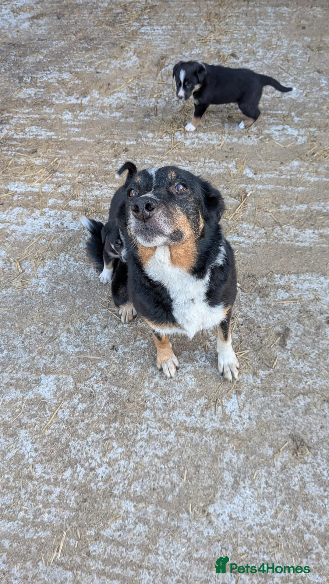 Border Collie dogs for sale: Tri coloured collie pups in Launceston - Advert 4