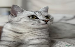 British Shorthair cats for sale: Female British Shorthair - Image 5