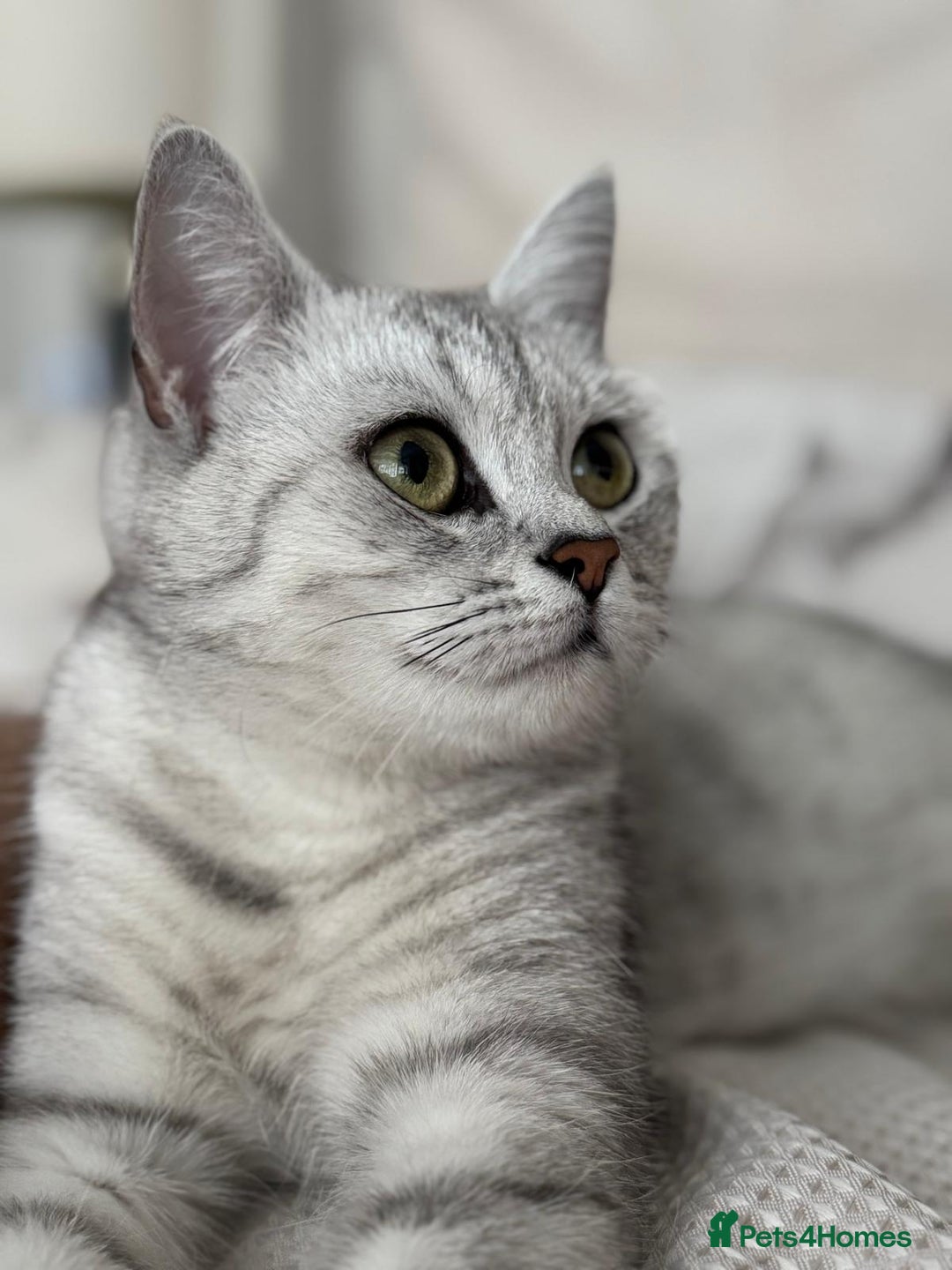 British Shorthair cats for sale: Female British Shorthair - Image 5