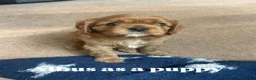 Cavalier King Charles Spaniel dogs for stud: KC Reg Health Tested Proven Cavalier King Charles  - Advert 14