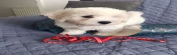 Bichon Frise dogs for sale: Bishon frise - Advert 6
