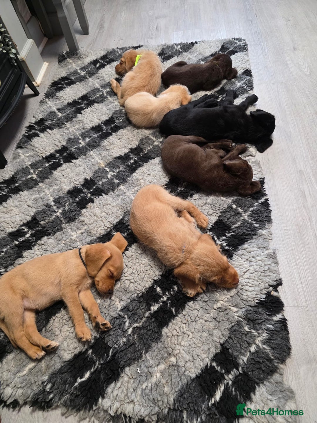 Mixed Breed dogs for sale: Labrador x cockapoo puppies - Image 18
