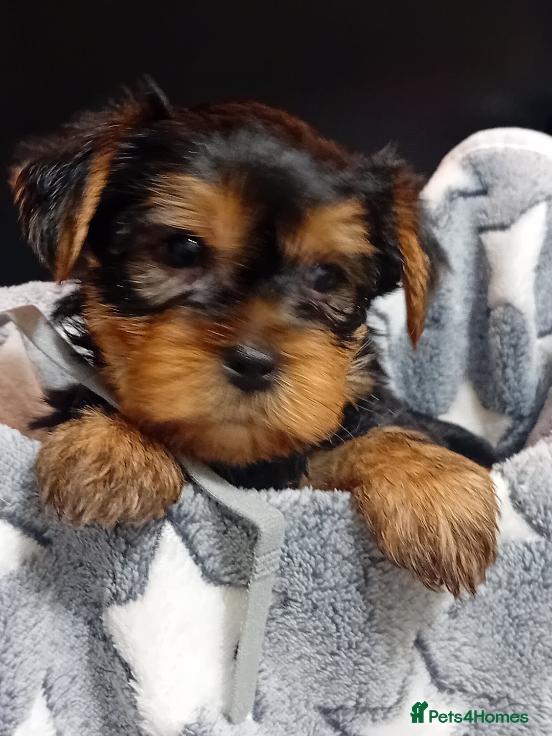 Yorkshire Terrier dogs for sale: Yorkshire Terrier Puppies 2 Boys and 1 Girl - Advert 3