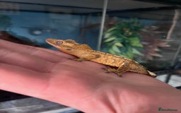 Gecko reptiles for sale: Crests geckos ford sale  - Image 13