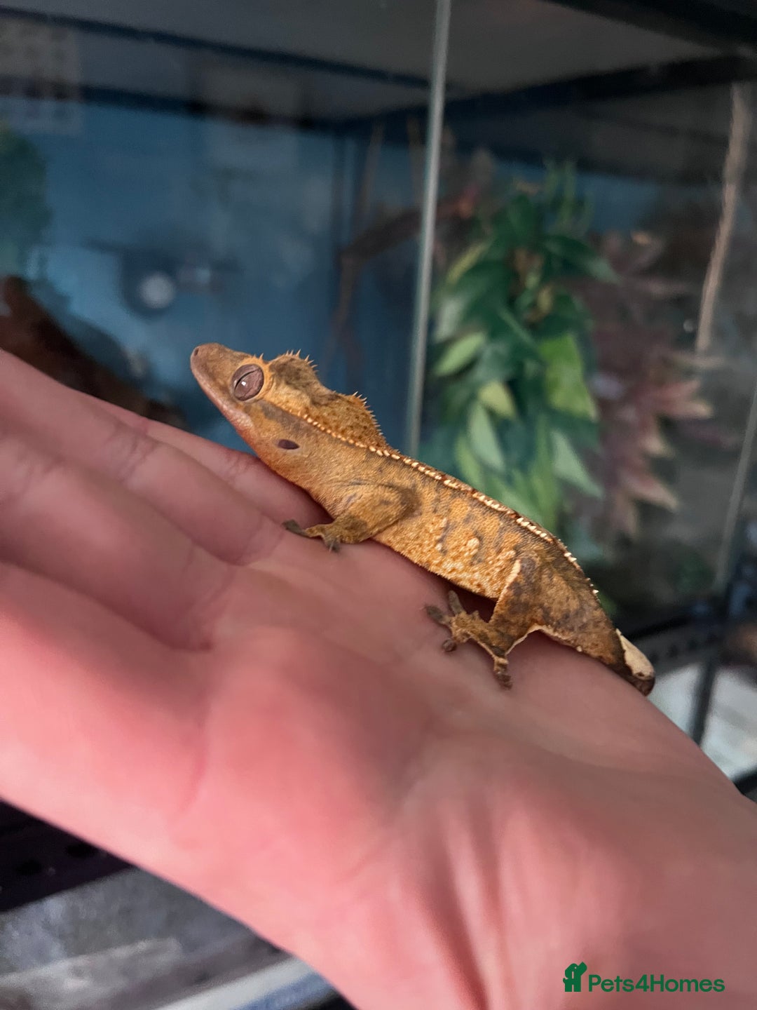 Gecko reptiles for sale: Crests geckos ford sale  - Image 13