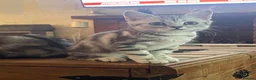 British Shorthair cats for sale: GCCF Classic Silver Tabby Kittens - Advert 12