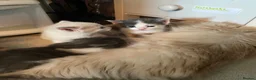 Ragdoll cats for sale: Ragdoll Cross Kittens Looking for Forever Home - Advert 4