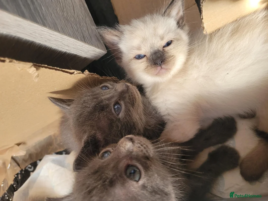 Ragdoll cats for sale: Lang hair ragdoll mix - Advert 2