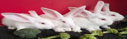 Continental Giant rabbits for sale: Continental Giant Rabbits For Sale - Advert 3