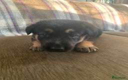 Mixed Breed dogs for sale: Labrador x German Shepard puppies - Image 14