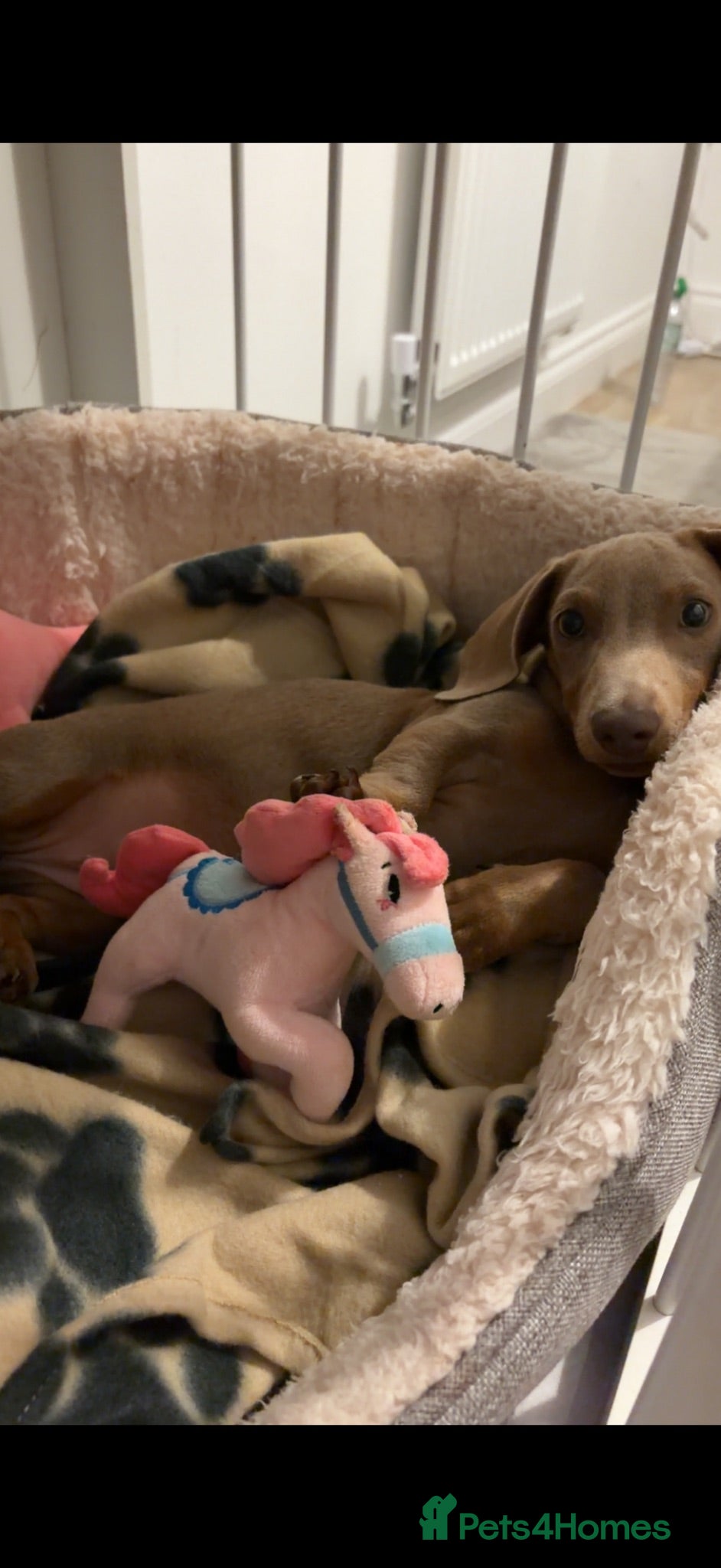 Miniature Dachshund dogs miniature dachshund❤️ - Advert 2