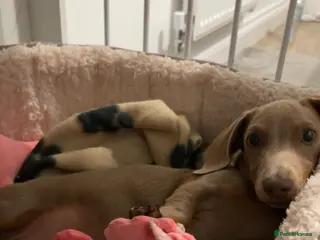 Miniature Dachshund dogs miniature dachshund❤️ - Advert 2