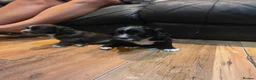Cocker Spaniel dogs for sale: Stunning kc registered working cocker spaniels - Advert 13
