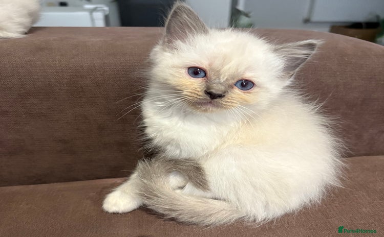 Ragdoll cats - Advert 7