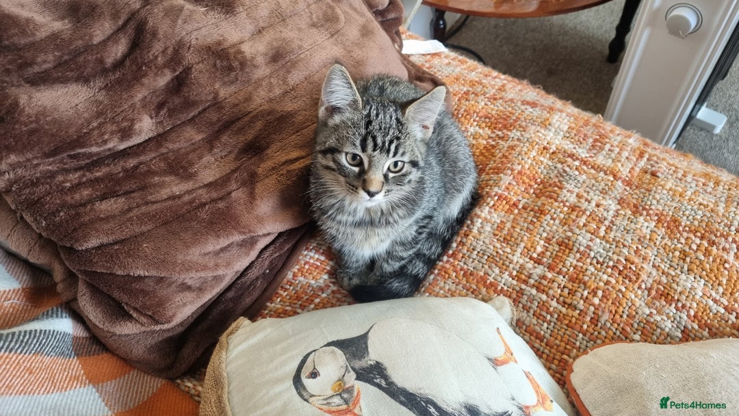 Maine Coon cats for sale: Maine Coon Mix READY TO GO - Image 6