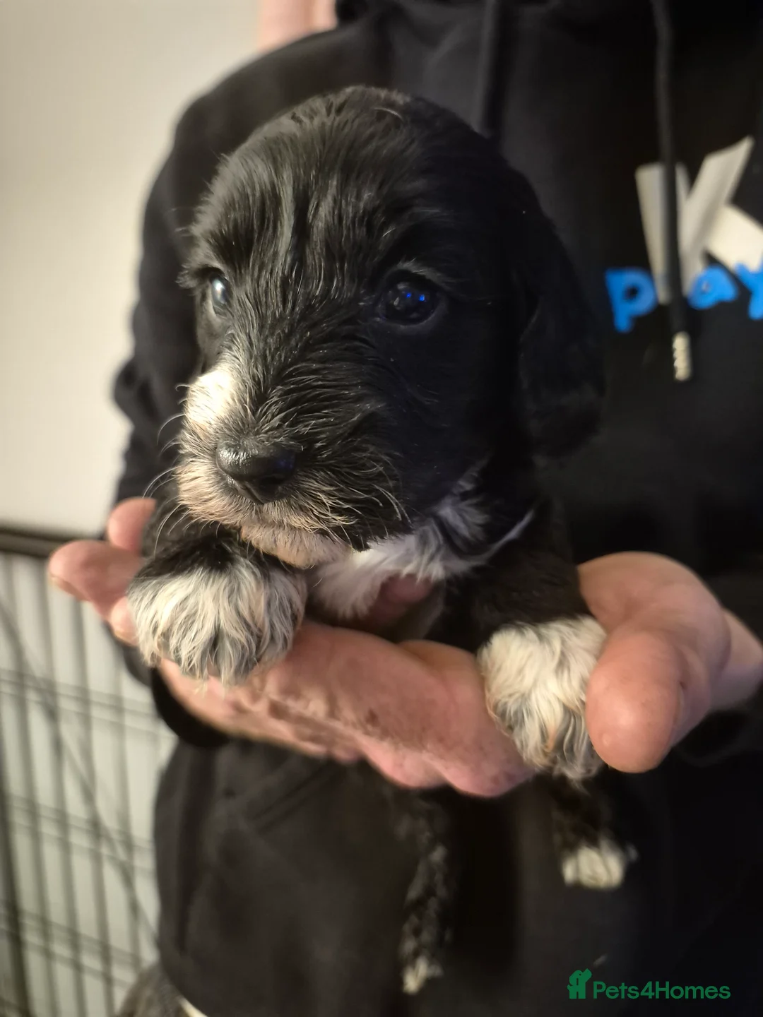 Cockapoo dogs for sale: READY 27th May Stunning Cockapoo Litter - Advert 40
