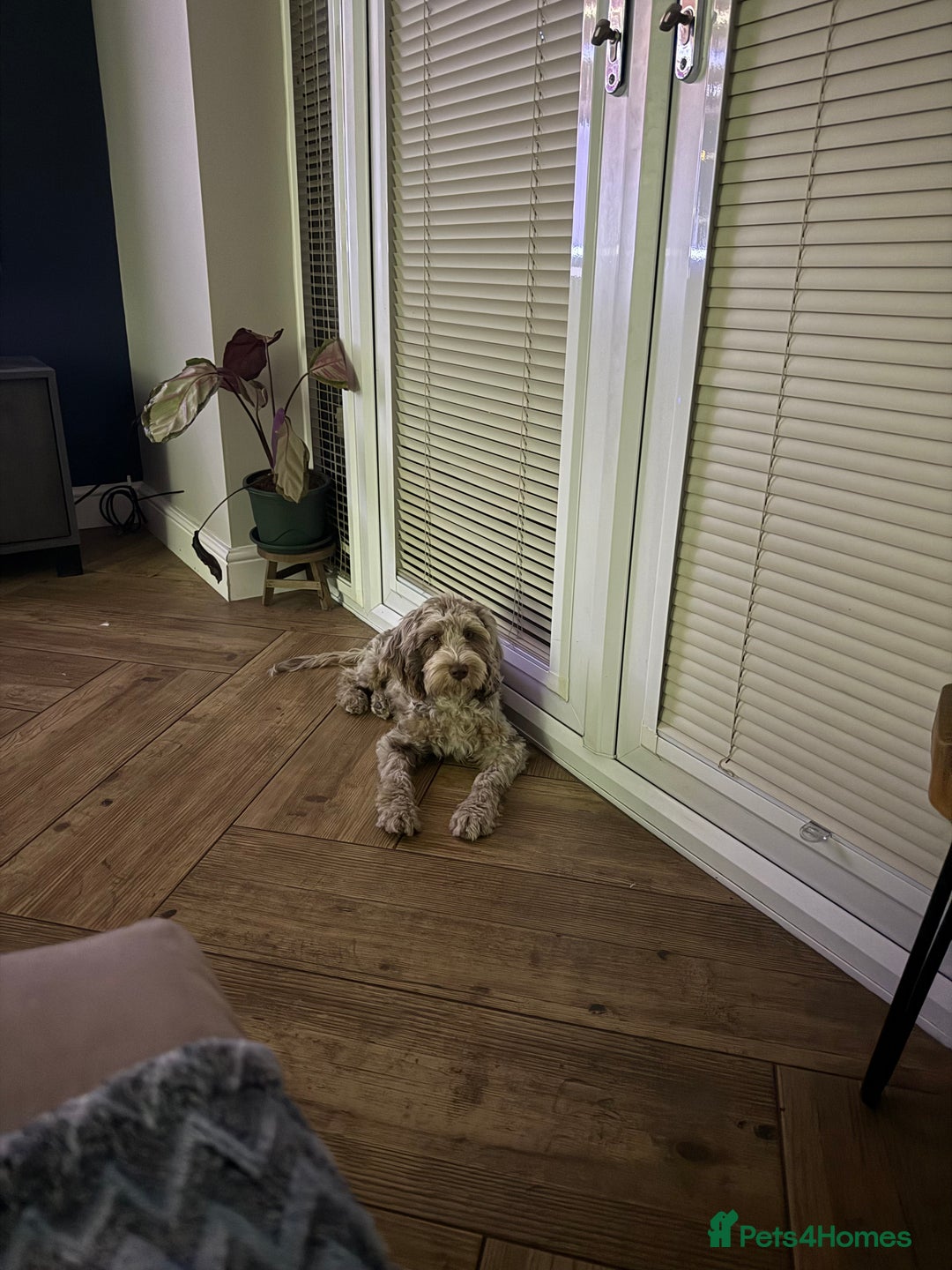 Cockapoo dogs for sale: Cockapoo  - Image 4