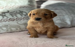 Golden Retriever dogs for sale: Last Stunning Male Pup Health Tested Parents  - Image 14