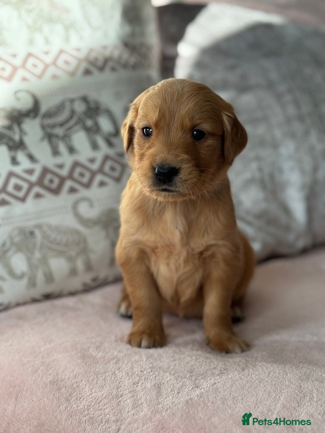 Golden Retriever dogs for sale: Last Stunning Male Pup Health Tested Parents  - Image 14
