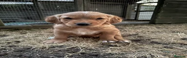 Golden Retriever 2