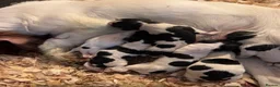 English Springer Spaniel dogs for sale: Working springer spaniel puppies  - Advert 7