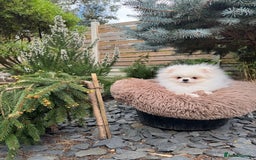 Pomeranian dogs for sale: Pomeranian Last Boy - Image 36