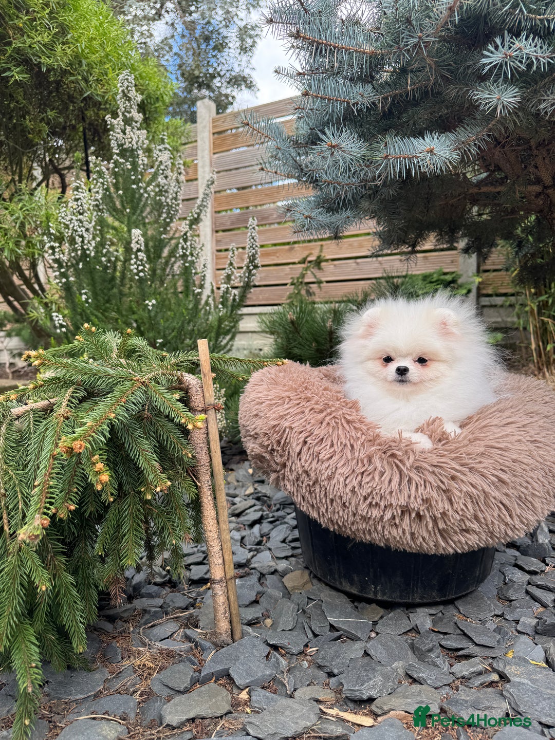 Pomeranian dogs for sale: Pomeranian Last Boy - Image 36